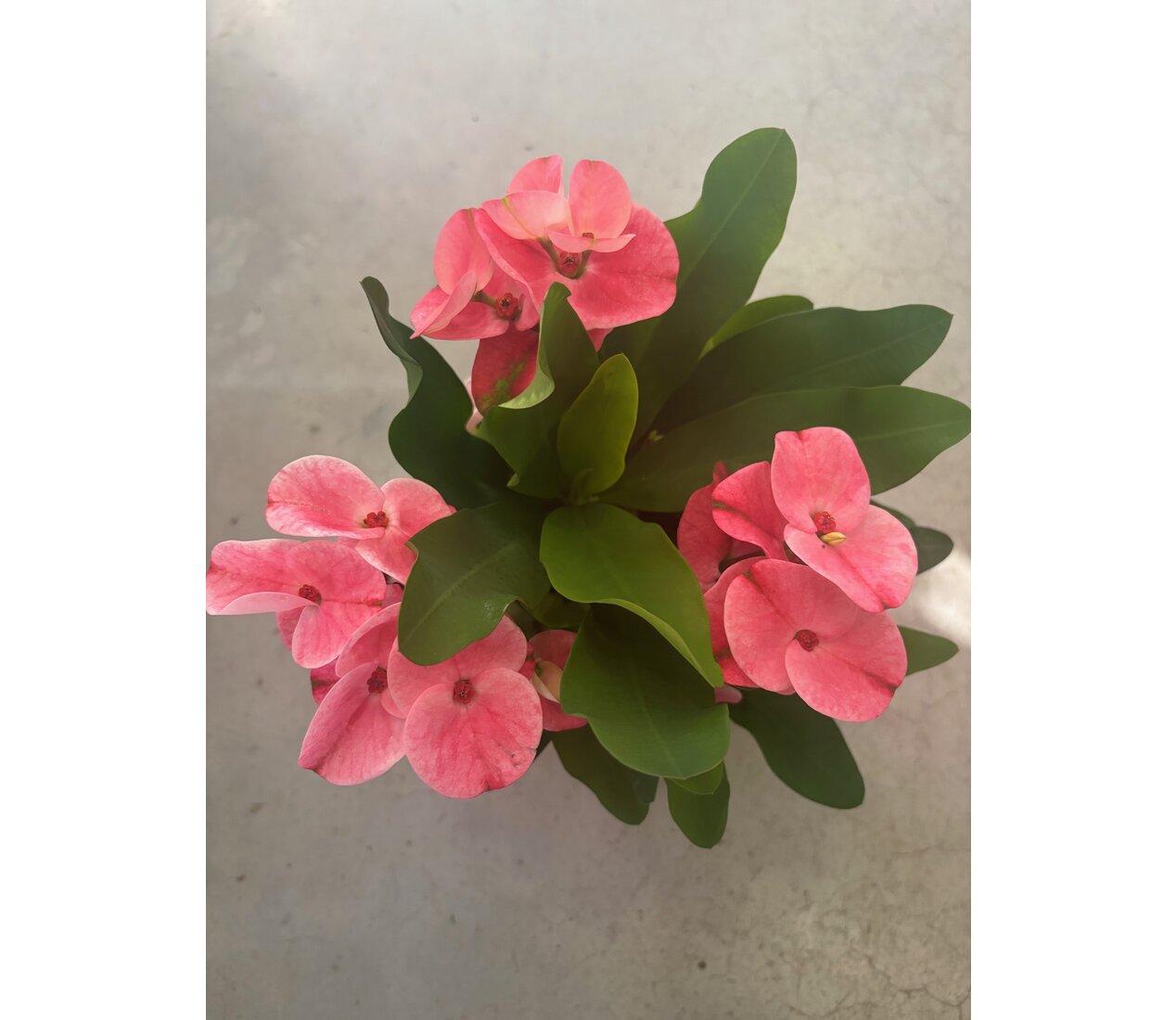 Euphorbia Millii Tiara Charlotte
