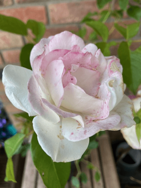 Ruža Schnewittchen - ťahavá