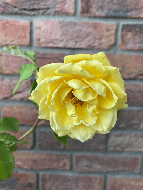 Ruža  Goldstern - ťahavá