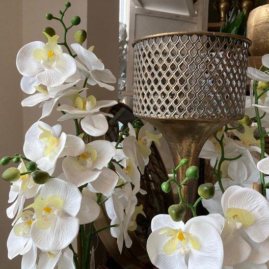 Orchidea - ako sa správne o ňu postarať