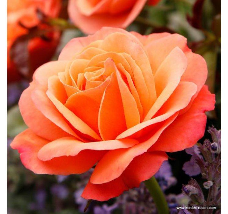 Coral Lions Rose