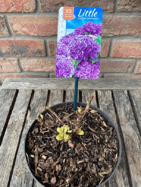 Hortenzia kalinolistá Little Purple