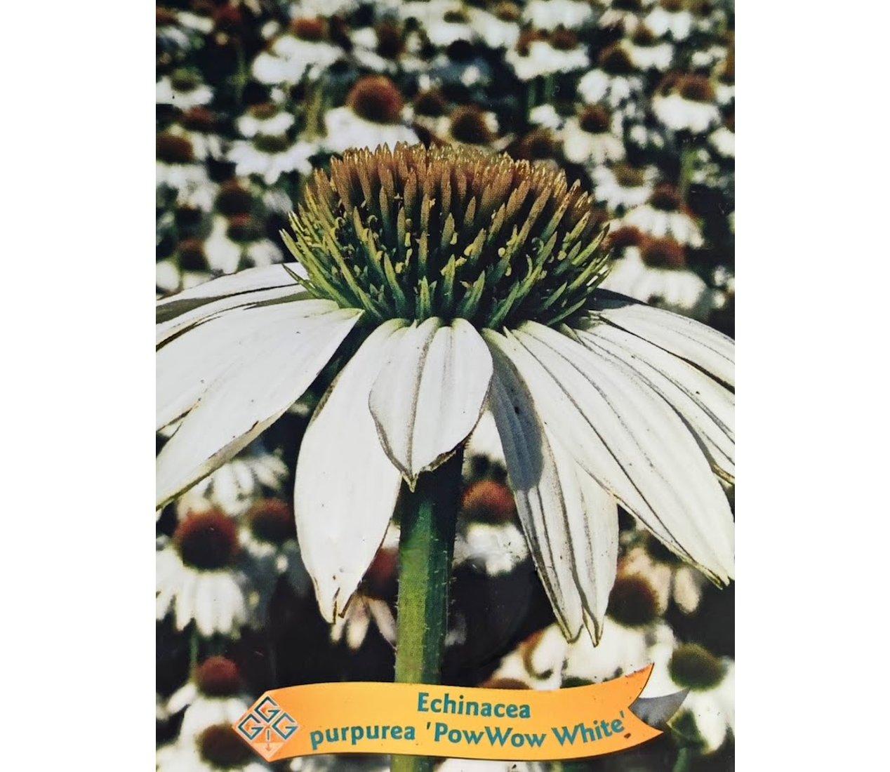 Echinacea purp. PowWow White