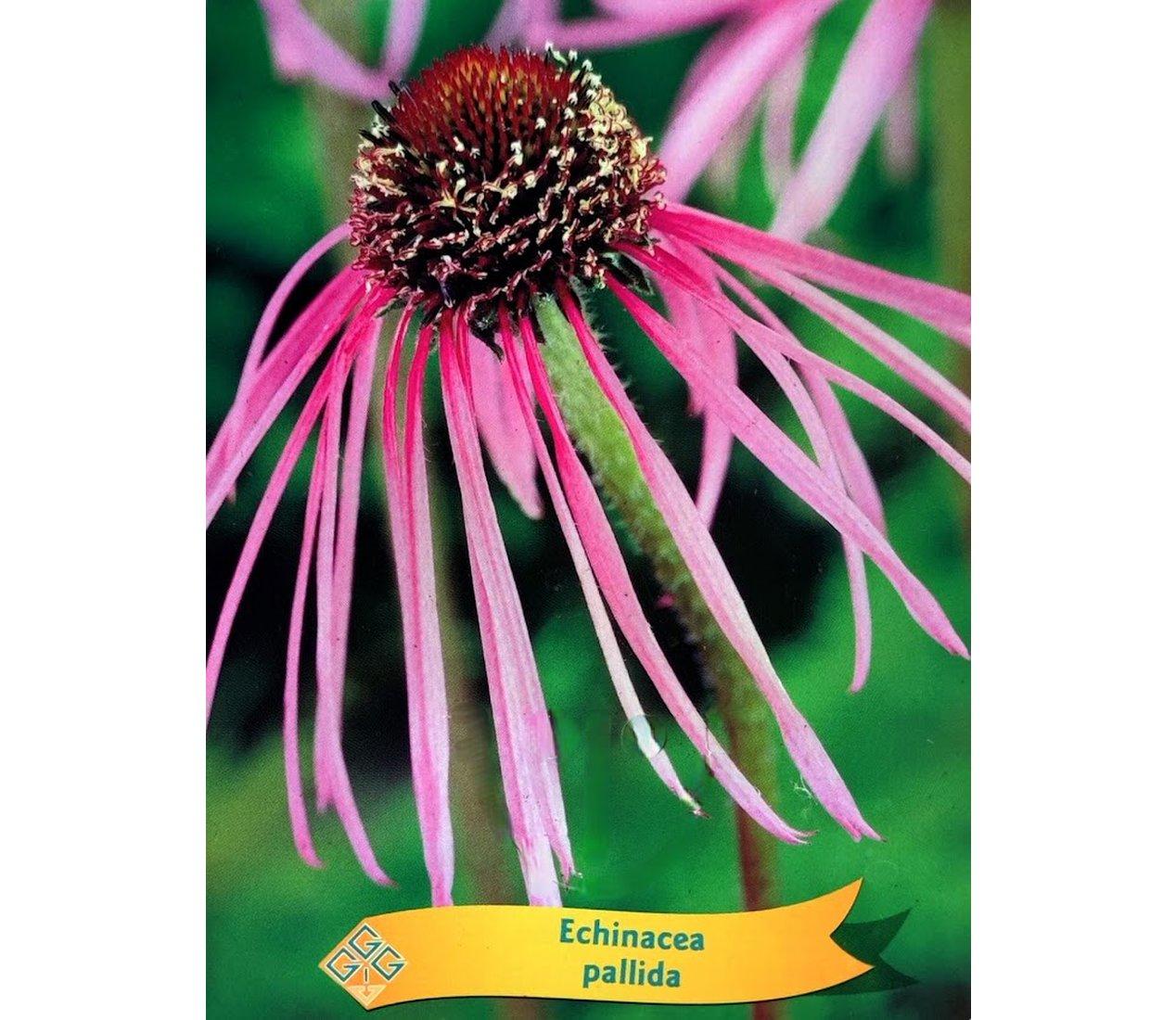 Echinacea bledá