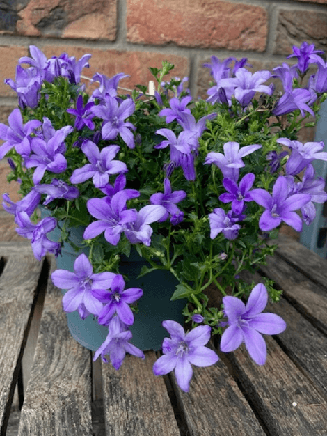 Zvonček Ambella Lavender
