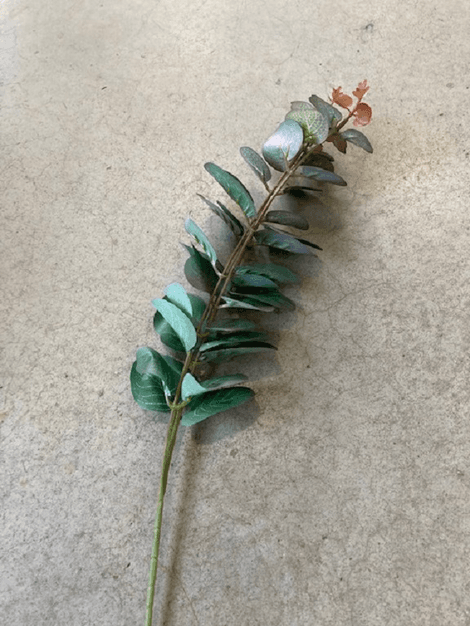 Eukalyptus umelý