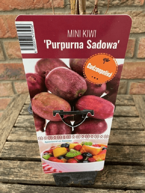Kiwi mini červené Purpurna Sadowa
