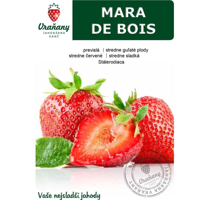 Jahoda Mara de Bois 10-pack