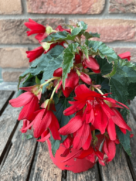 Begonia Beauvilia červená