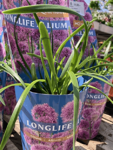 Allium Millenium - Okrasný cesnak