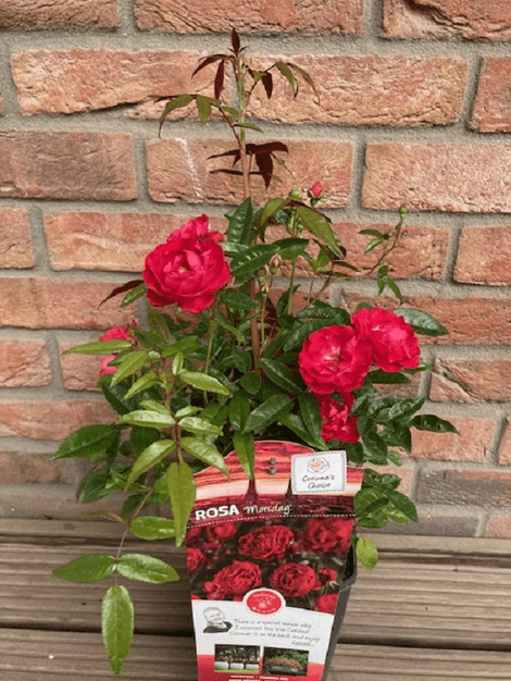 Ruža Morsdag v kultivaroch