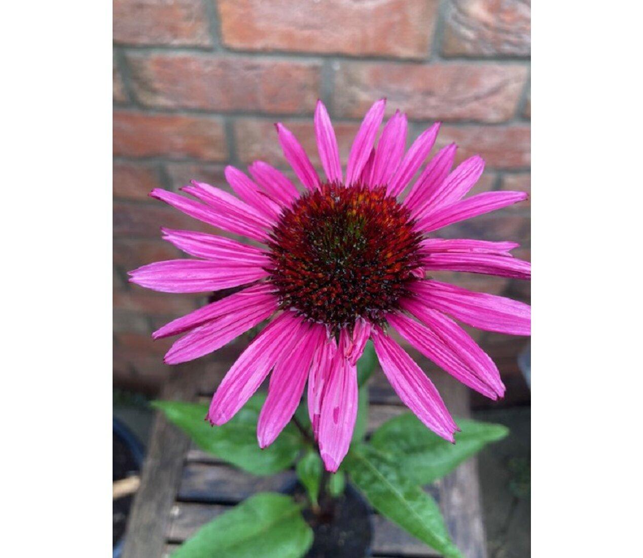 Echinacea Fatal Attraction