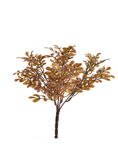 Halúzka Buxus ker hnedý