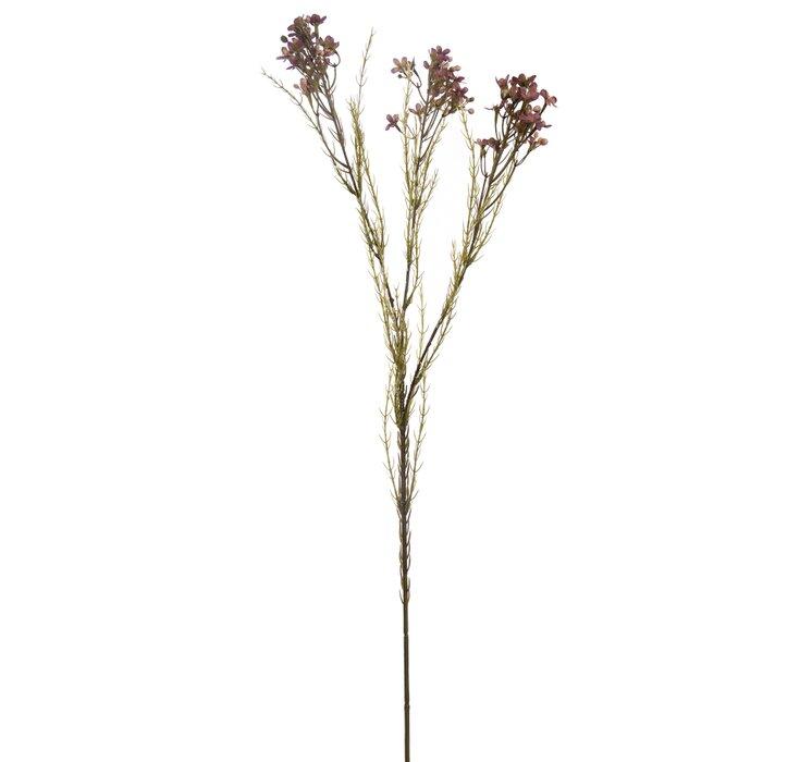 Voskový kvet fialový