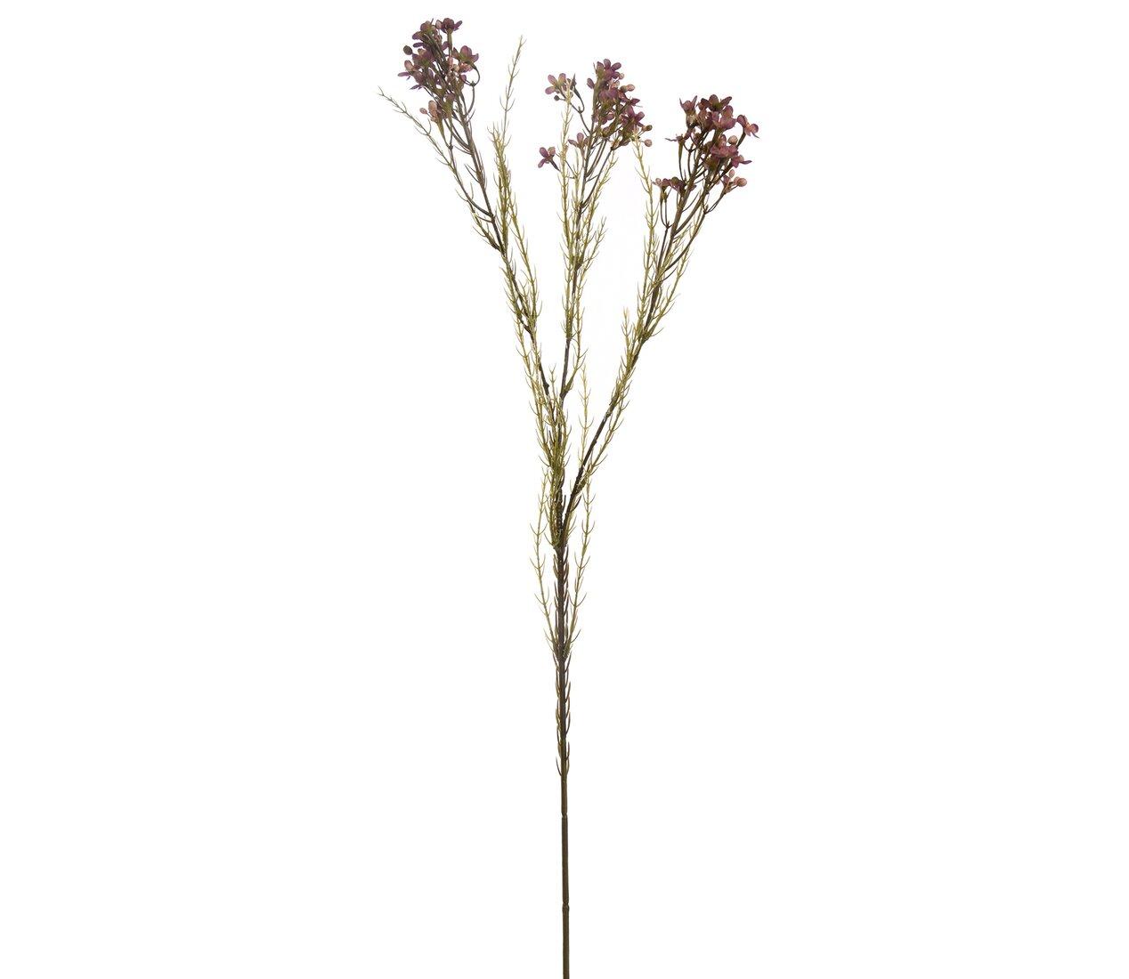 Voskový kvet fialový