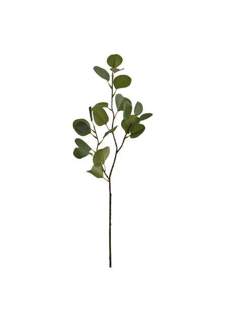 Eucalyptus zelený