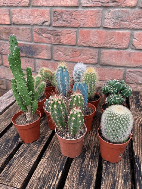 Kaktus mix mini