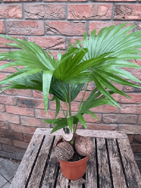 Palma Livistona rotundifolia