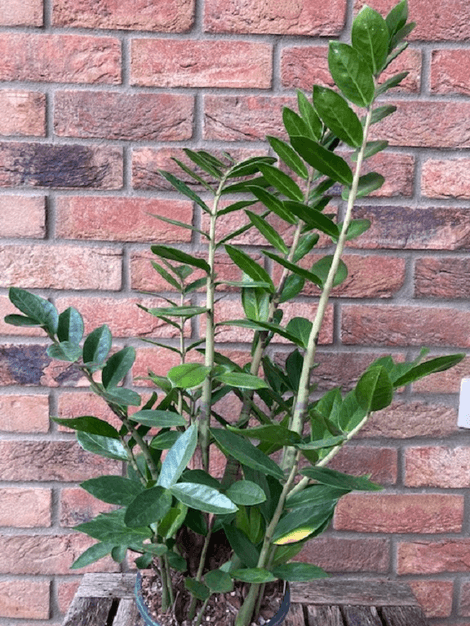 Zamioculcas zamiifolia