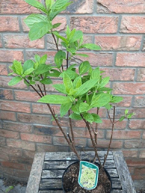 Hortenzia metlinatá Pastelgreen