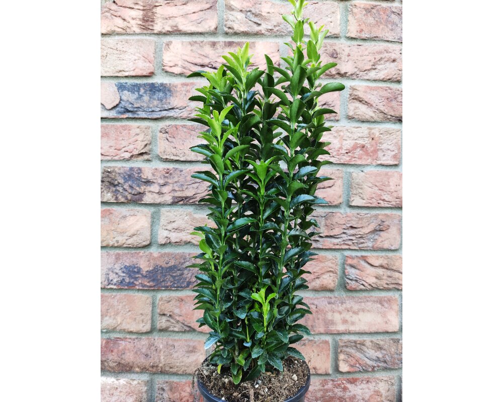 Euonymus Green Spire | Korkflügelstrauch | 40-60 Cm | Immergrün