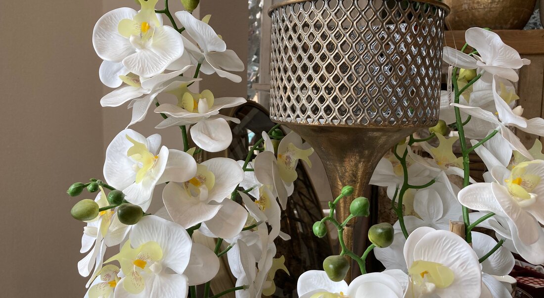 Orchidea - ako sa správne o ňu postarať